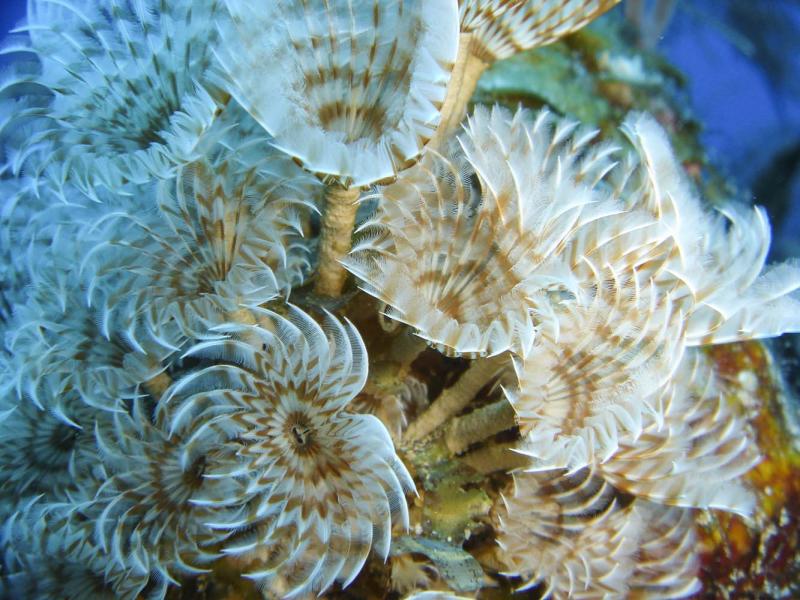 Feather duster worms, Blackbird Caye, Belize, 2004.