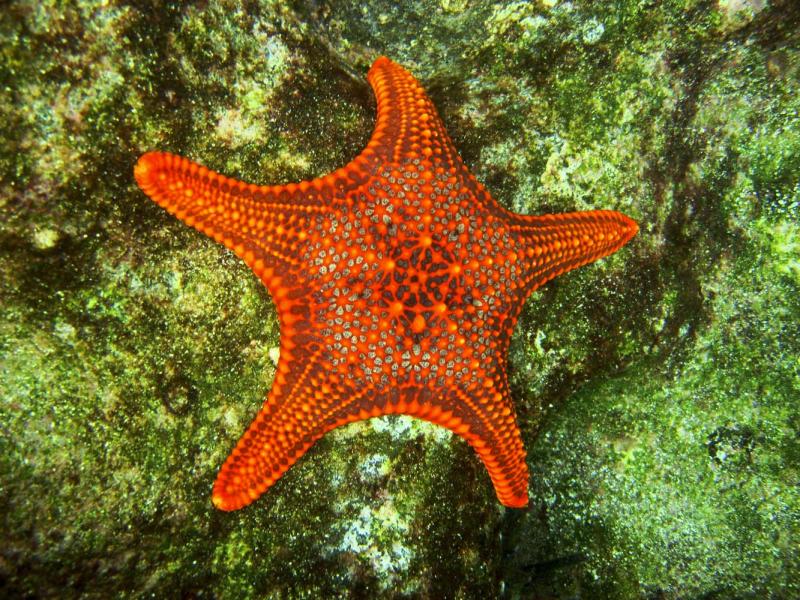 Sea star, Galapagos Island, Guy Fawkes Island, 2008.