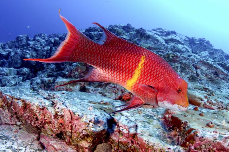 Red wrasse, Cocos Island, 2006.