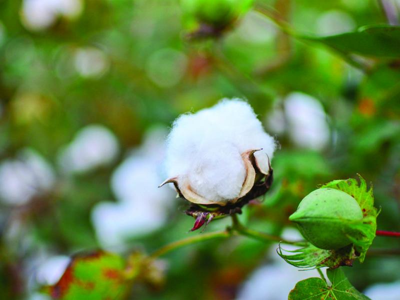 An early, opened cotton boll, about a month before harvesting. Yazoo City, MS, September 2013.