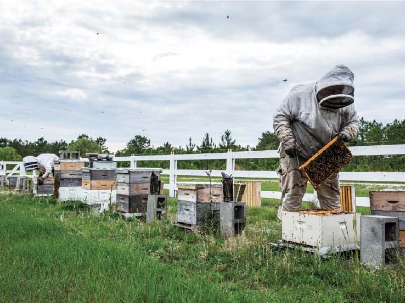 A beehive of Silver Spoon Apiaries, in Brunswick County, NC