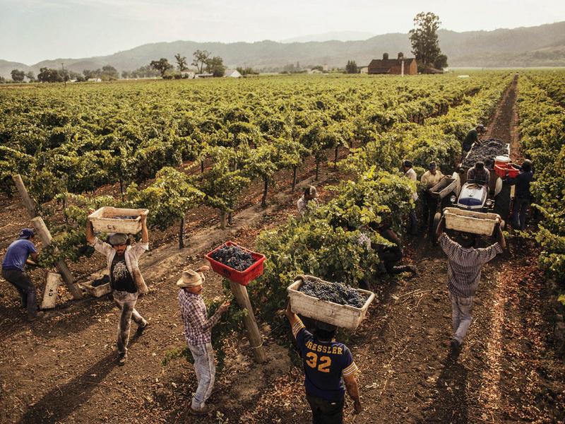Harvesting of red-grape varieties in Napa Valley, CA. (©Peter Menzel / www.menzelphoto.com)