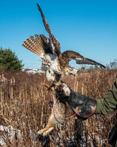Eli, a red-tailed hawk, with his kill.